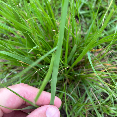 Festuca arundinacea 'Chenelle' | Tall Fescue Seeds – Fast Establishing Turf for Spring Summer Autumn Landscaping