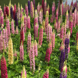 Mixed Color Lupine Seeds – Easy to Grow, Quick to Bloom, Vibrant Colors, Ideal for Borders, Gardens & Cut Flowers