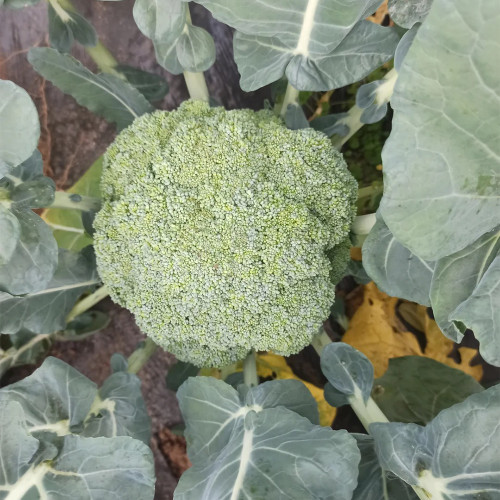 Broccoli Seeds – Annual/Biennial Herbaceous Plant, Rich in Nutrients, Easy to Grow for Home Gardeners