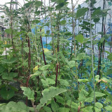 Chunqiu Red Cowpea Seeds - Rose-Red Pods, High-Yield, Easy to Grow, Thick Tender Flesh, Excellent Flavour