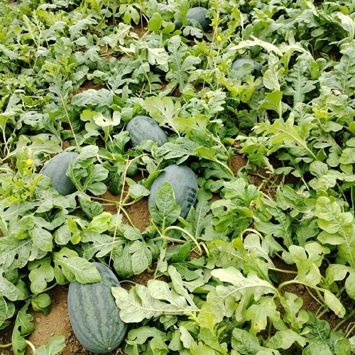 Black Beauty Watermelon Seeds - Early Maturing, High-Yield, Easy to Grow, High Sugar Content, Excellent Flavour