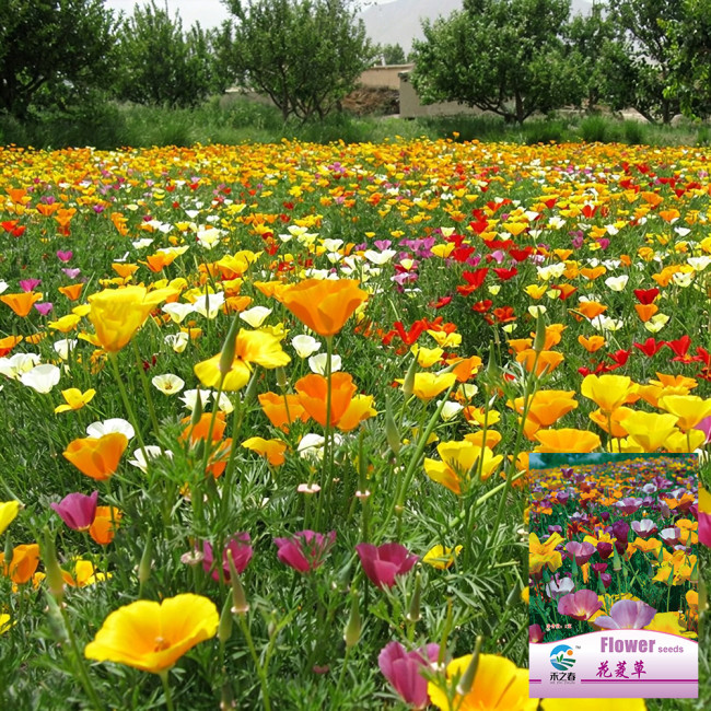 Mixed Colour California Poppy Seeds - Large Showy Flowers, Easy to Grow, Ideal for Garden Planting