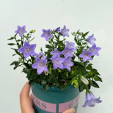 Tufted Bellflower Seeds - Perennial Herb, Easy to Grow, Unique Appearance, Ideal for Home Gardens