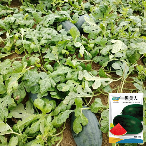 Black Beauty Watermelon Seeds - Early Maturing, High-Yield, Easy to Grow, High Sugar Content, Excellent Flavour