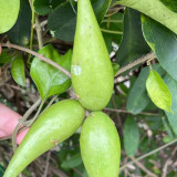 Gurmar Seeds – Gymnema Sylvestre, Traditional Herb Plant, Easy to Grow, Unique Pods, Compact Climber