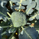 Broccoli Seeds – Annual/Biennial Herbaceous Plant, Rich in Nutrients, Easy to Grow for Home Gardeners