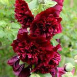Chater's Double Maroon Hollyhock Seeds – Peony-Like Blooms, Biennial Cut Flowers for Garden Fences & Bouquets