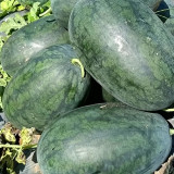 Black Beauty Watermelon Seeds - Early Maturing, High-Yield, Easy to Grow, High Sugar Content, Excellent Flavour