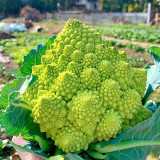 Green Romanesco Coated Seeds - Premium F1 Hybrid, Mid-Late Maturing, High Yield, Easy to Grow