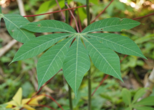 Manihot Esculenta Cassava Yuca Tapioca Seeds for Planting