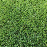Lolium perenne 'Green Joy' | Perennial Ryegrass Seeds – Fast Lawn Establishment for Slope Protection & Low-Cost Turf