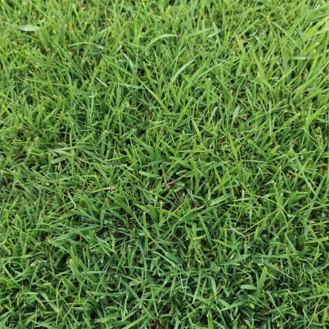 Lolium perenne 'Green Joy' | Perennial Ryegrass Seeds – Fast Lawn Establishment for Slope Protection & Low-Cost Turf
