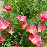 Mixed Colour California Poppy Seeds - Large Showy Flowers, Easy to Grow, Ideal for Garden Planting