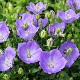 Tufted Bellflower Seeds - Perennial Herb, Easy to Grow, Unique Appearance, Ideal for Home Gardens