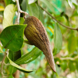 Gurmar Seeds – Gymnema Sylvestre, Traditional Herb Plant, Easy to Grow, Unique Pods, Compact Climber