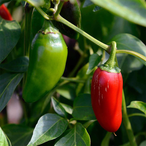 Heirloom Jalapeño Pepper Seeds – Moderately Spicy, Thick Flesh, Crisp Texture for Garden & Cooking