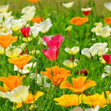Mixed Colour California Poppy Seeds - Large Showy Flowers, Easy to Grow, Ideal for Garden Planting