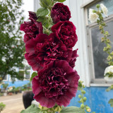 Chater's Double Maroon Hollyhock Seeds – Peony-Like Blooms, Biennial Cut Flowers for Garden Fences & Bouquets