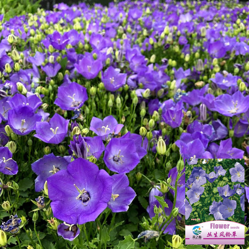 Tufted Bellflower Seeds - Perennial Herb, Easy to Grow, Unique Appearance, Ideal for Home Gardens