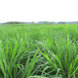 Lolium perenne 'Green Joy' | Perennial Ryegrass Seeds – Fast Lawn Establishment for Slope Protection & Low-Cost Turf