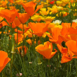 Mixed Colour California Poppy Seeds - Large Showy Flowers, Easy to Grow, Ideal for Garden Planting