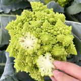 Green Romanesco Coated Seeds - Premium F1 Hybrid, Mid-Late Maturing, High Yield, Easy to Grow