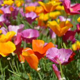 Mixed Colour California Poppy Seeds - Large Showy Flowers, Easy to Grow, Ideal for Garden Planting