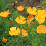 Mixed Colour California Poppy Seeds - Large Showy Flowers, Easy to Grow, Ideal for Garden Planting