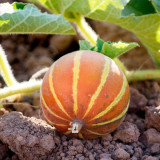 Queen Anne's Pocket Melon Seeds - Heirloom Muskmelon, Pocket-Sized Fruit, Sweet Fragrant Edible Melon