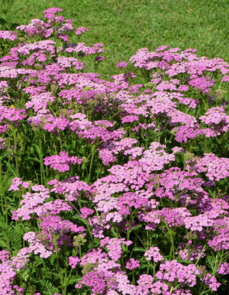 Cerise Queen Pink Yarrow Seeds | Achillea Millefolium Perennial Flower Seeds