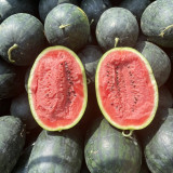 Black Beauty Watermelon Seeds - Early Maturing, High-Yield, Easy to Grow, High Sugar Content, Excellent Flavour