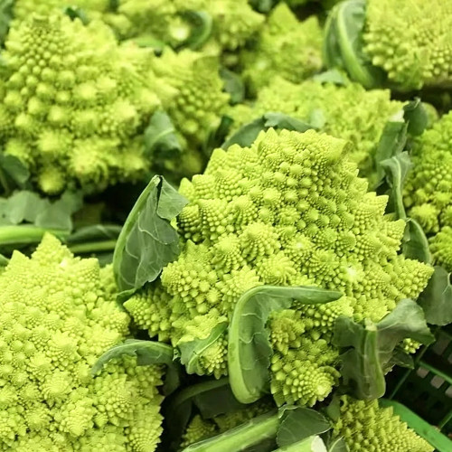 Green Romanesco Coated Seeds - Premium F1 Hybrid, Mid-Late Maturing, High Yield, Easy to Grow