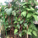 Chunqiu Red Cowpea Seeds - Rose-Red Pods, High-Yield, Easy to Grow, Thick Tender Flesh, Excellent Flavour