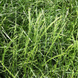 Lolium perenne 'Green Joy' | Perennial Ryegrass Seeds – Fast Lawn Establishment for Slope Protection & Low-Cost Turf