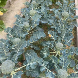 Broccoli Seeds – Annual/Biennial Herbaceous Plant, Rich in Nutrients, Easy to Grow for Home Gardeners