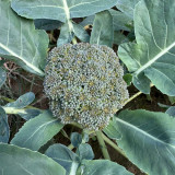 Broccoli Seeds – Annual/Biennial Herbaceous Plant, Rich in Nutrients, Easy to Grow for Home Gardeners