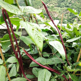 Chunqiu Red Cowpea Seeds - Rose-Red Pods, High-Yield, Easy to Grow, Thick Tender Flesh, Excellent Flavour