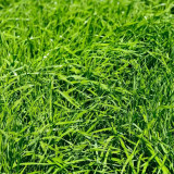 Lolium perenne 'Green Joy' | Perennial Ryegrass Seeds – Fast Lawn Establishment for Slope Protection & Low-Cost Turf