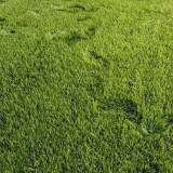 Lolium perenne 'Green Joy' | Perennial Ryegrass Seeds – Fast Lawn Establishment for Slope Protection & Low-Cost Turf