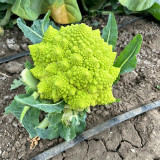 Green Romanesco Coated Seeds - Premium F1 Hybrid, Mid-Late Maturing, High Yield, Easy to Grow