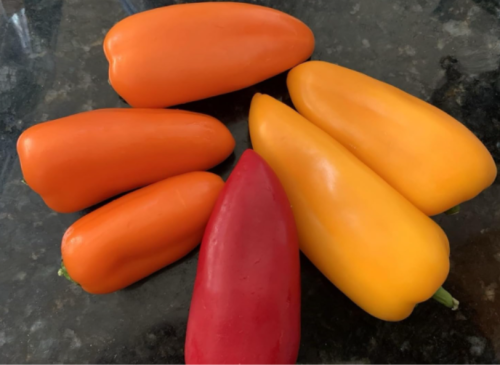 Lunchbox Sweet Snacking Pepper Seeds – Heirloom Organic Non-GMO Vegetable