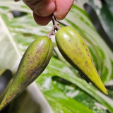 Gurmar Seeds – Gymnema Sylvestre, Traditional Herb Plant, Easy to Grow, Unique Pods, Compact Climber