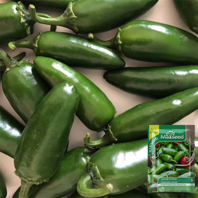 Heirloom Jalapeño Pepper Seeds – Moderately Spicy, Thick Flesh, Crisp Texture for Garden & Cooking
