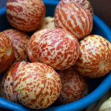 Queen Anne's Pocket Melon Seeds - Heirloom Muskmelon, Pocket-Sized Fruit, Sweet Fragrant Edible Melon