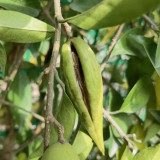 Gurmar Seeds – Gymnema Sylvestre, Traditional Herb Plant, Easy to Grow, Unique Pods, Compact Climber