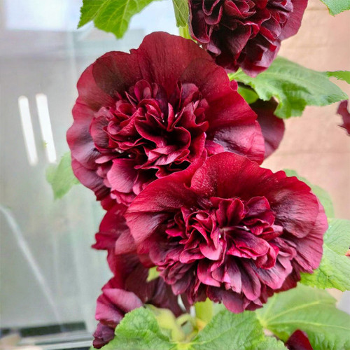 Chater's Double Maroon Hollyhock Seeds – Peony-Like Blooms, Biennial Cut Flowers for Garden Fences & Bouquets