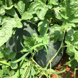 Black Beauty Watermelon Seeds - Early Maturing, High-Yield, Easy to Grow, High Sugar Content, Excellent Flavour