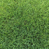 Lolium perenne 'Green Joy' | Perennial Ryegrass Seeds – Fast Lawn Establishment for Slope Protection & Low-Cost Turf