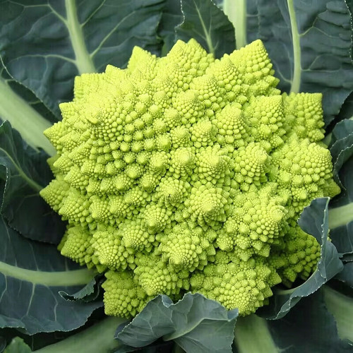 Green Romanesco Coated Seeds - Premium F1 Hybrid, Mid-Late Maturing, High Yield, Easy to Grow