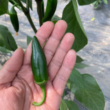 Heirloom Jalapeño Pepper Seeds – Moderately Spicy, Thick Flesh, Crisp Texture for Garden & Cooking